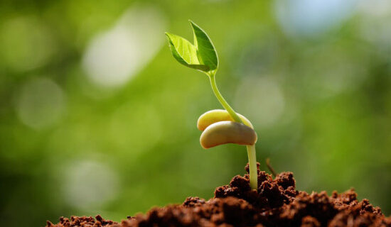 Sprouting Seeds of the Kingdom