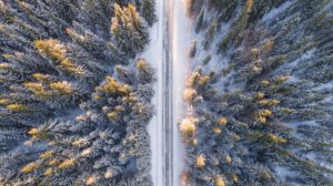 Image of A Forest Road from Above