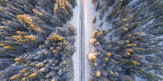 Image of A Forest Road from Above